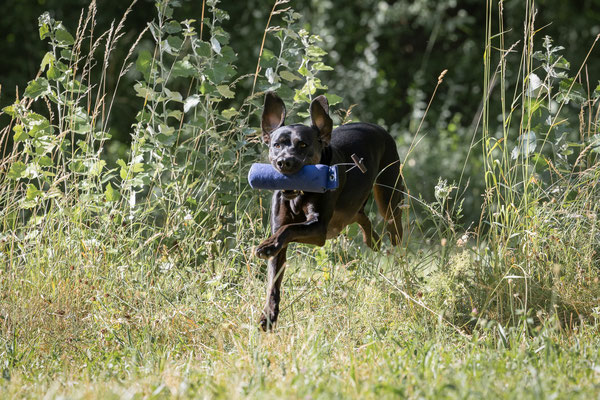 Train and Shoot - Dummytraining mit der Obedient Dog Hundeschule