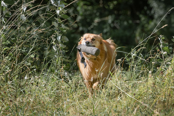 Train and Shoot - Dummytraining mit der Obedient Dog Hundeschule