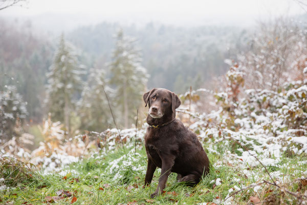 Photowalk mit der Obedient Dog Hundeschule