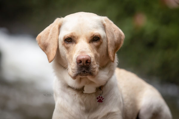Photowalk mit der Obedient Dog Hundeschule