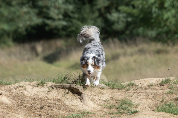 Train and Shoot - Dummytraining mit der Obedient Dog Hundeschule