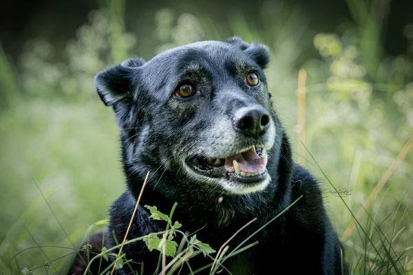 10-jähriges Jubiläum Obedient Dog Hundeschule