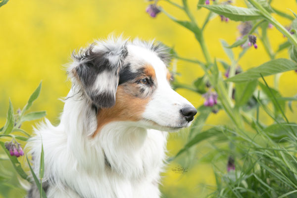 Photowalk mit der Obedient Dog Hundeschule