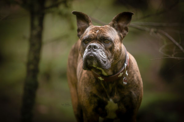 Photowalk mit der Obedient Dog Hundeschule