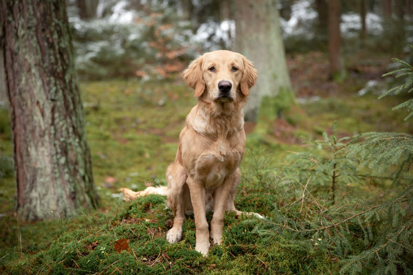 Photowalk mit der Obedient Dog Hundeschule