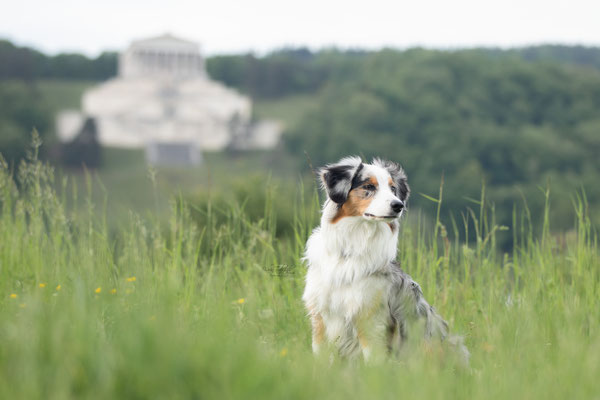 Photowalk mit der Obedient Dog Hundeschule