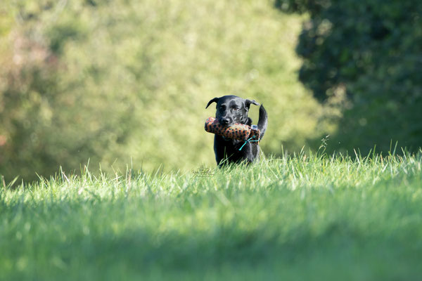 Train and Shoot - Dummytraining mit der Obedient Dog Hundeschule
