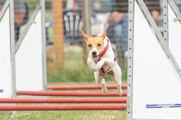  Feier Eröffnung neuer Standort bei der Hundeschule Hexenhof