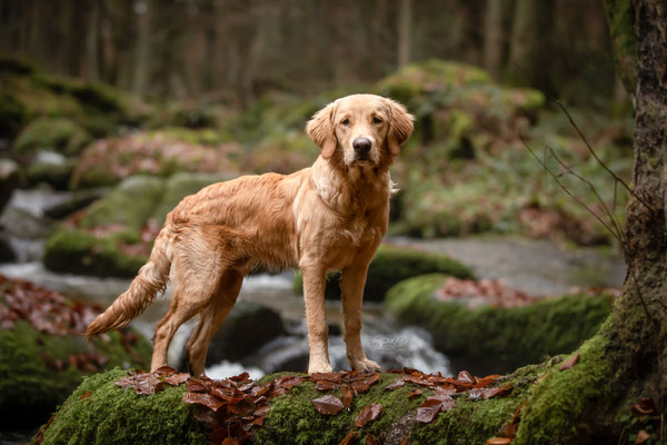 Photowalk mit der Obedient Dog Hundeschule