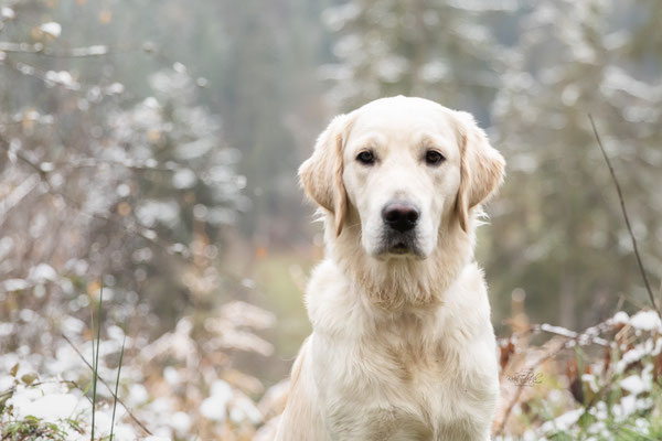 Photowalk mit der Obedient Dog Hundeschule