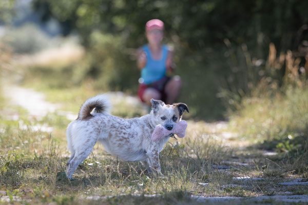 Train and Shoot - Dummytraining mit der Obedient Dog Hundeschule