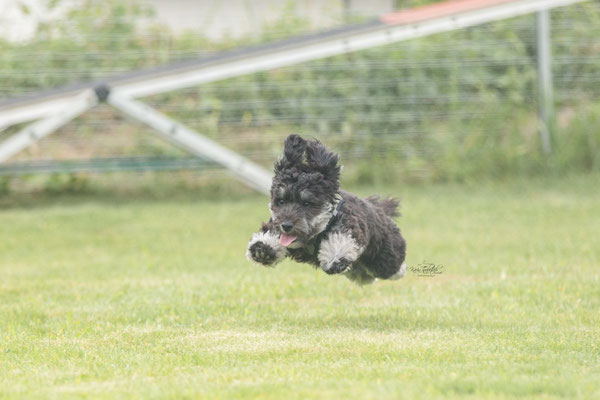 Feier Eröffnung neuer Standort bei der Hundeschule Hexenhof