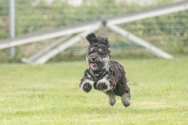 Feier Eröffnung neuer Standort bei der Hundeschule Hexenhof