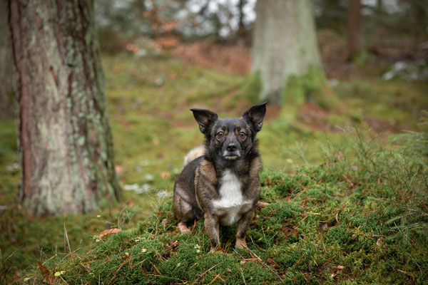 Photowalk mit der Obedient Dog Hundeschule