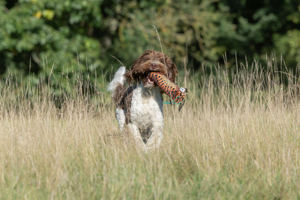 Train and Shoot - Dummytraining mit der Obedient Dog Hundeschule