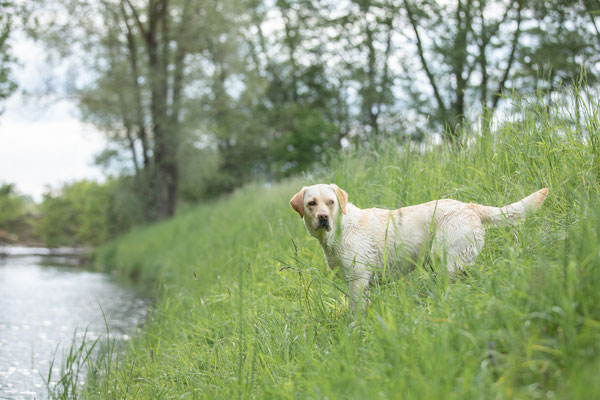 Photowalk mit der Obedient Dog Hundeschule