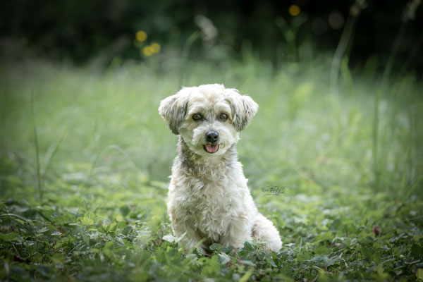 10-jähriges Jubiläum Obedient Dog Hundeschule