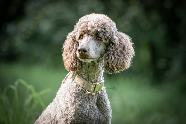 10-jähriges Jubiläum Obedient Dog Hundeschule