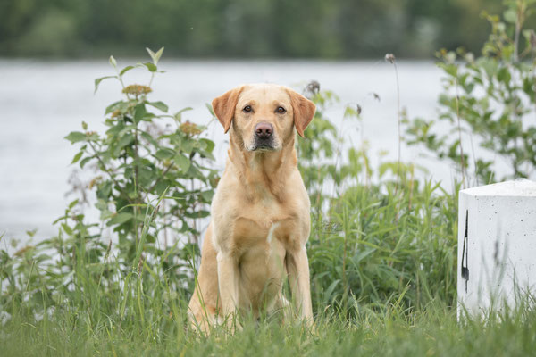 Photowalk mit der Obedient Dog Hundeschule