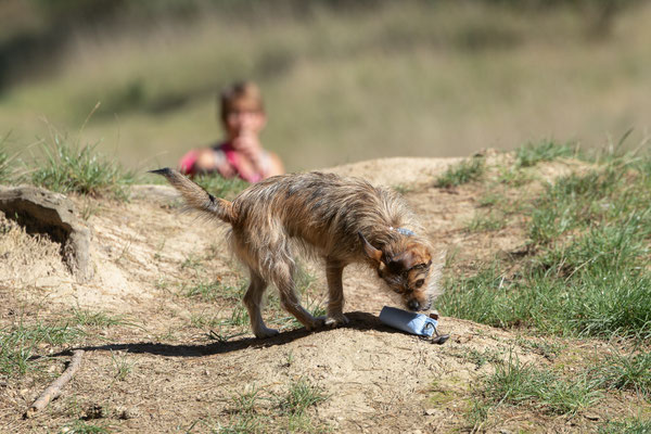 Train and Shoot - Dummytraining mit der Obedient Dog Hundeschule