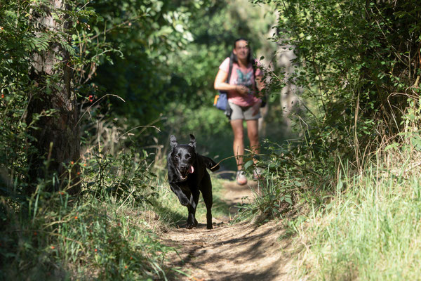 Train and Shoot - Dummytraining mit der Obedient Dog Hundeschule