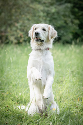 10-jähriges Jubiläum Obedient Dog Hundeschule