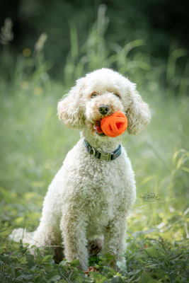 10-jähriges Jubiläum Obedient Dog Hundeschule