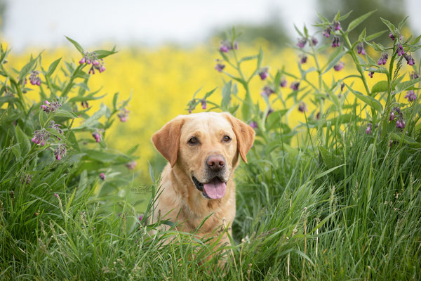 Photowalk mit der Obedient Dog Hundeschule