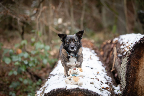 Photowalk mit der Obedient Dog Hundeschule