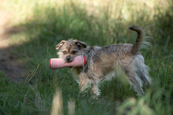 Train and Shoot - Dummytraining mit der Obedient Dog Hundeschule