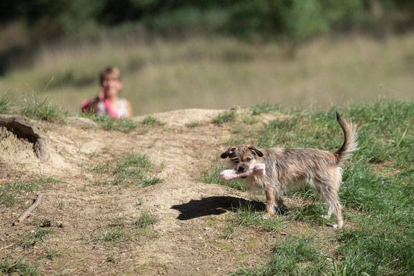 Train and Shoot - Dummytraining mit der Obedient Dog Hundeschule