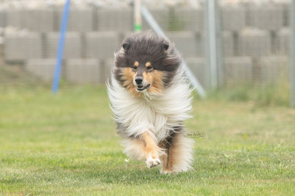 Feier Eröffnung neuer Standort bei der Hundeschule Hexenhof