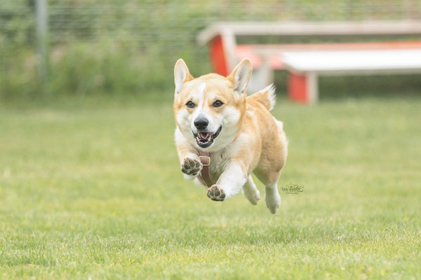 Feier Eröffnung neuer Standort bei der Hundeschule Hexenhof