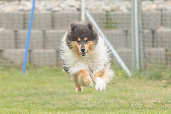 Feier Eröffnung neuer Standort bei der Hundeschule Hexenhof