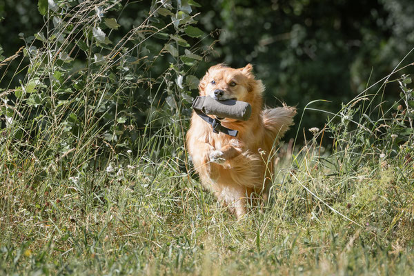 Train and Shoot - Dummytraining mit der Obedient Dog Hundeschule