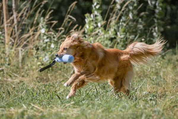 Train and Shoot - Dummytraining mit der Obedient Dog Hundeschule