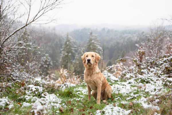 Photowalk mit der Obedient Dog Hundeschule
