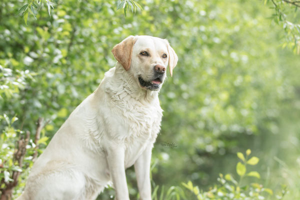 Photowalk mit der Obedient Dog Hundeschule