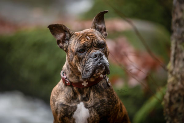 Photowalk mit der Obedient Dog Hundeschule