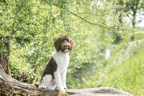 Photowalk mit der Obedient Dog Hundeschule