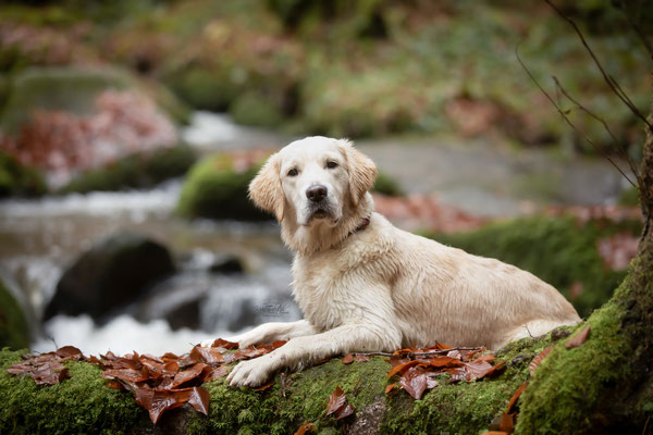 Photowalk mit der Obedient Dog Hundeschule