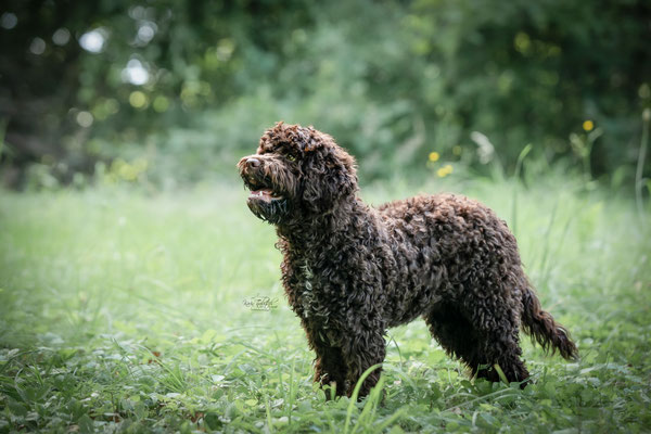 10-jähriges Jubiläum Obedient Dog Hundeschule