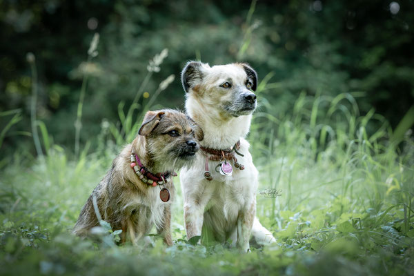 10-jähriges Jubiläum Obedient Dog Hundeschule