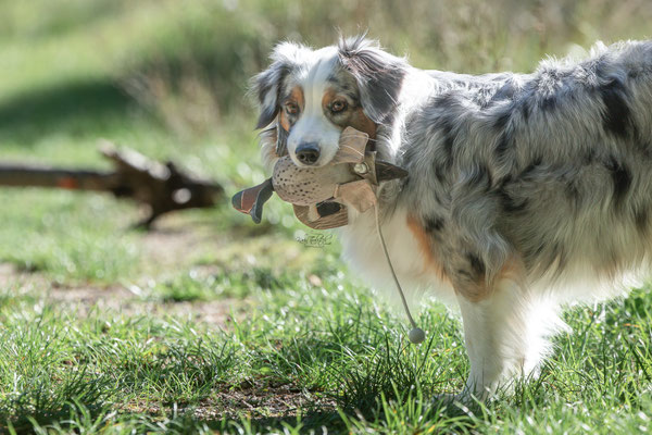 Train and Shoot - Dummytraining mit der Obedient Dog Hundeschule