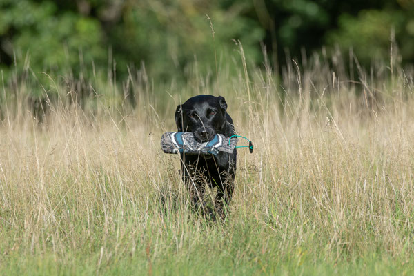 Train and Shoot - Dummytraining mit der Obedient Dog Hundeschule