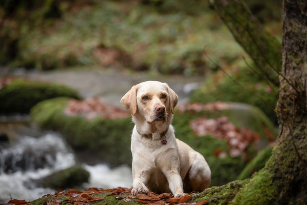 Photowalk mit der Obedient Dog Hundeschule