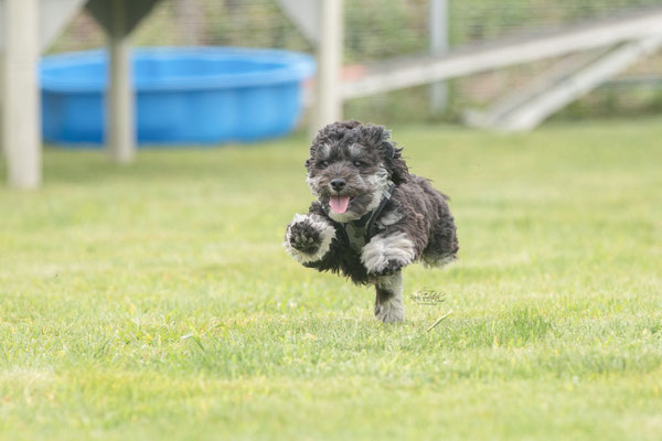 Feier Eröffnung neuer Standort bei der Hundeschule Hexenhof