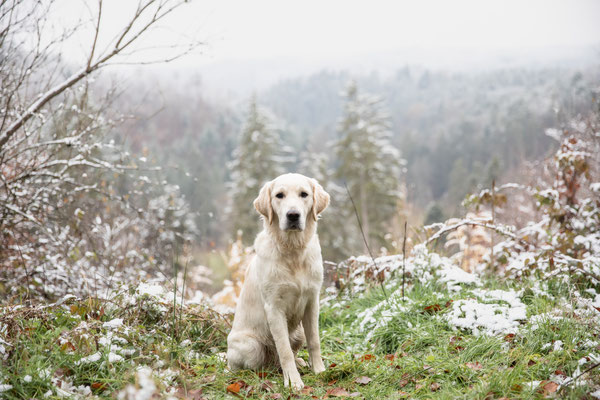 Photowalk mit der Obedient Dog Hundeschule