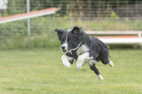 Feier Eröffnung neuer Standort bei der Hundeschule Hexenhof