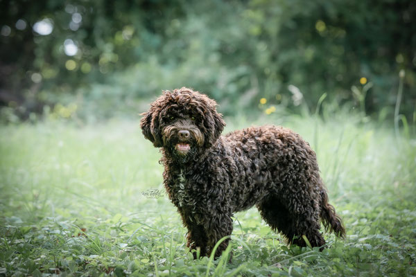 10-jähriges Jubiläum Obedient Dog Hundeschule